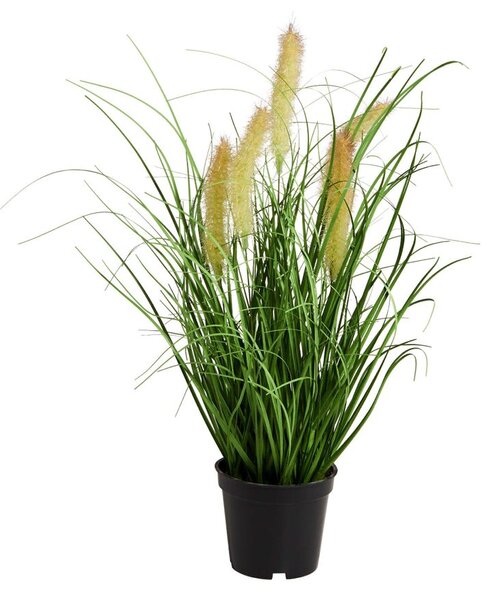 FLORISTA Sitina tráva v kvetináči 8 cm
