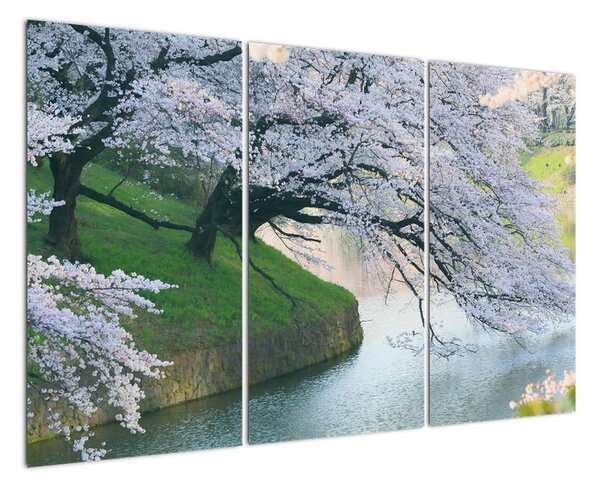 Obraz kvitnúcich stromov (Obraz 120x80cm)