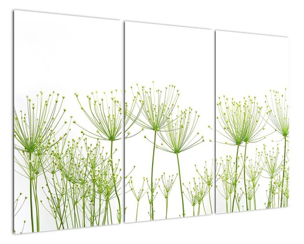 Obraz rastlín na bielom pozadí (Obraz 120x80cm)