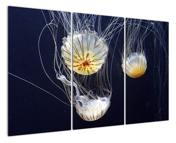 Obraz - medúzy (Obraz 120x80cm)