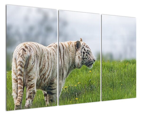 Tiger - obraz (Obraz 120x80cm)