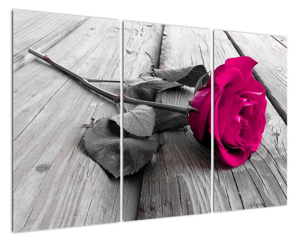 Ruže fialová - obraz (Obraz 120x80cm)