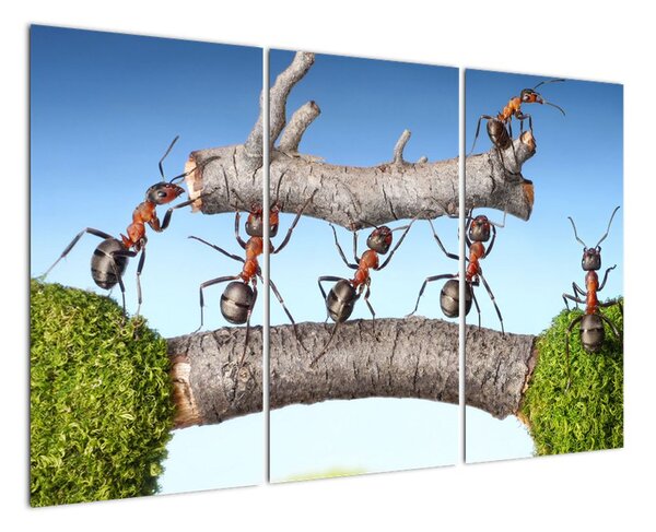 Obraz mravcov (Obraz 120x80cm)