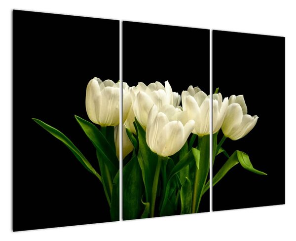 Biele tulipány - obraz (Obraz 120x80cm)