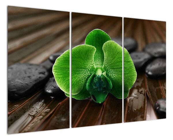 Obraz orchidey (Obraz 120x80cm)