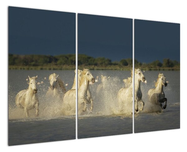 Cválajúca kone, obraz (Obraz 120x80cm)