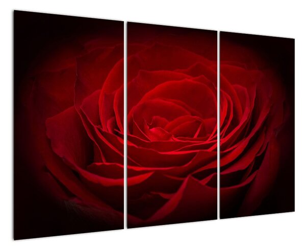 Makro ruža - obraz (Obraz 120x80cm)