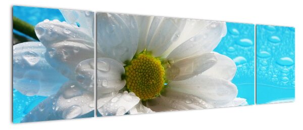 Obraz kvetu margaréty (Obraz 170x50cm)