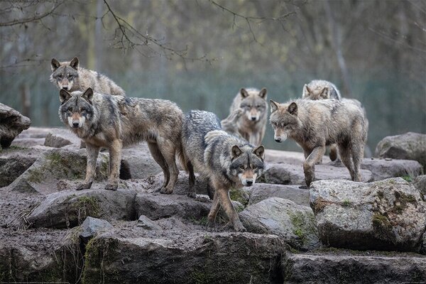 Plagát, Obraz - Wolf - Grey Wolves, (120 x 80 cm)