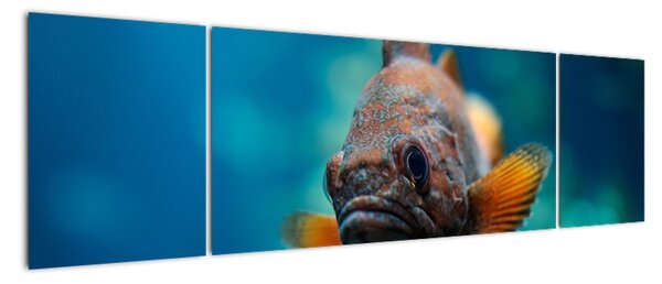 Obraz - ryba (Obraz 170x50cm)