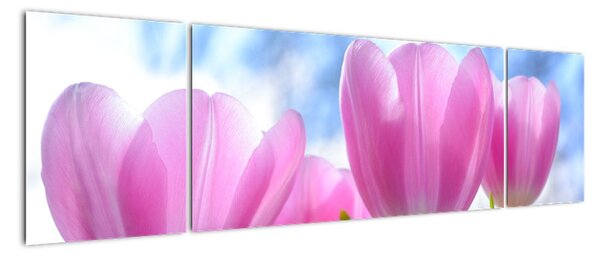 Obraz ružových tulipánov (Obraz 170x50cm)