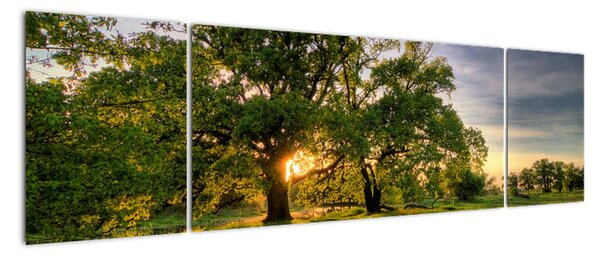 Obraz západu slnka v krajine (Obraz 170x50cm)