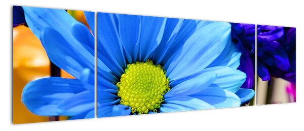 Modrá chryzantéma - obrazy (Obraz 170x50cm)