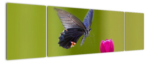 Motýľ - obraz (Obraz 170x50cm)