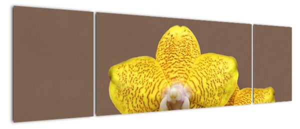 Žltá orchidea - obraz (Obraz 170x50cm)