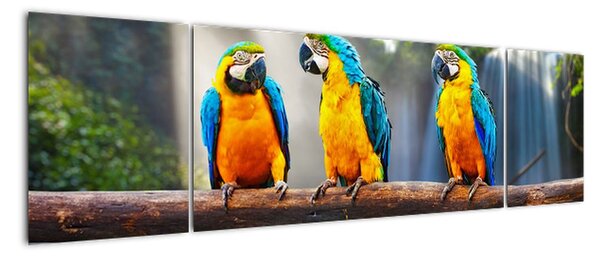 Obraz - papagáje (Obraz 170x50cm)