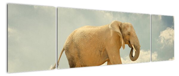 Slon na lane, obraz (Obraz 170x50cm)