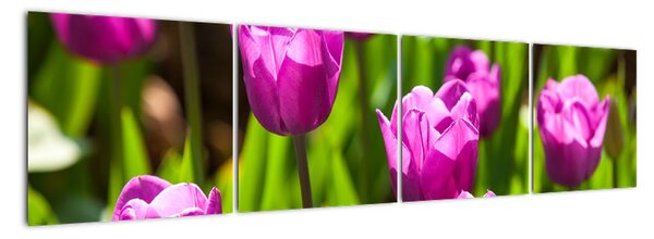 Obraz kvitnúcich tulipánov (Obraz 160x40cm)