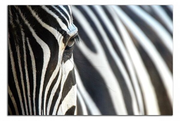 Obraz na plátne Zebra