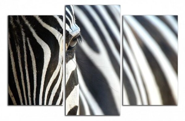 Obraz na plátne Zebra