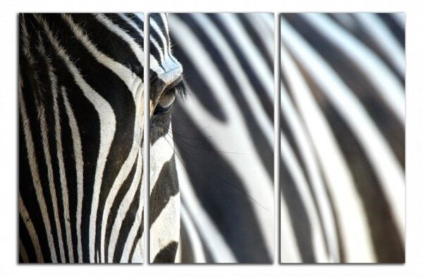 Obraz na plátne Zebra