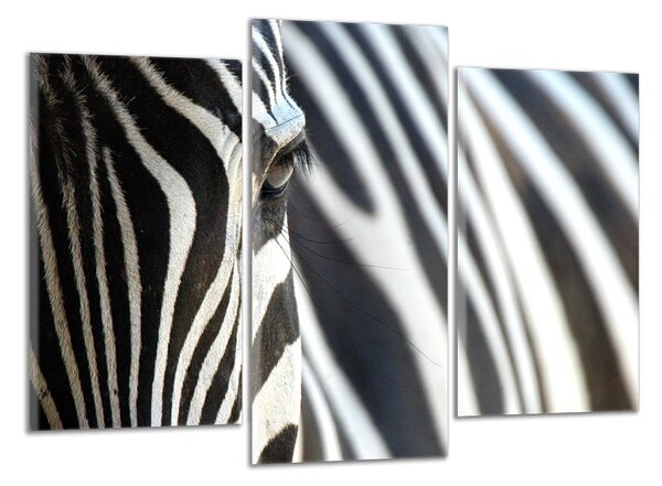 Obraz na plátne Zebra