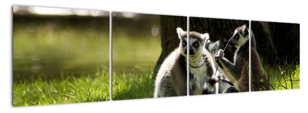 Obraz lemurov (Obraz 160x40cm)
