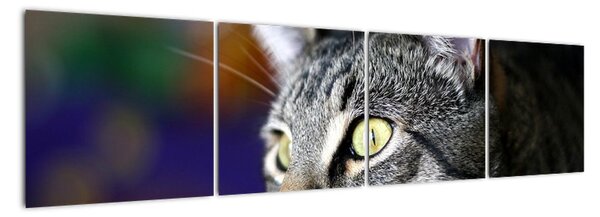Mačka - obraz (Obraz 160x40cm)