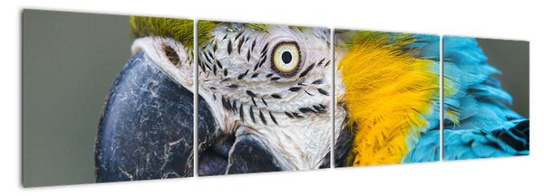Papagáj - obraz (Obraz 160x40cm)