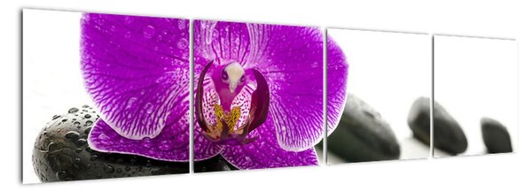 Orchidea - obraz (Obraz 160x40cm)