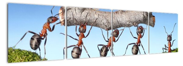 Obraz mravcov (Obraz 160x40cm)