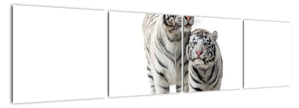 Tiger biely - obraz (Obraz 160x40cm)