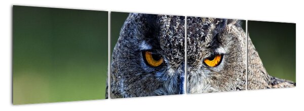 Sova - obraz (Obraz 160x40cm)