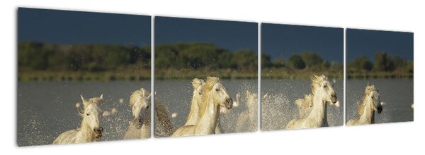 Cválajúca kone, obraz (Obraz 160x40cm)