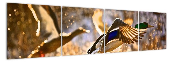Letiaci kačice - obraz (Obraz 160x40cm)