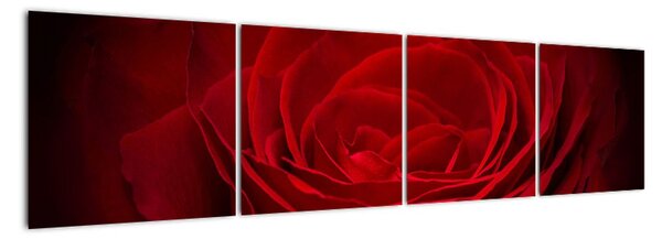 Makro ruža - obraz (Obraz 160x40cm)