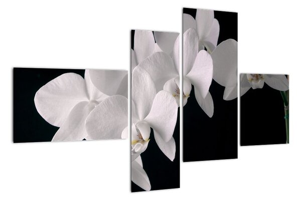 Obraz - biele orchidey (Obraz 110x70cm)