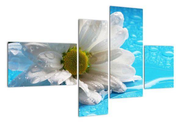 Obraz kvetu margaréty (Obraz 110x70cm)