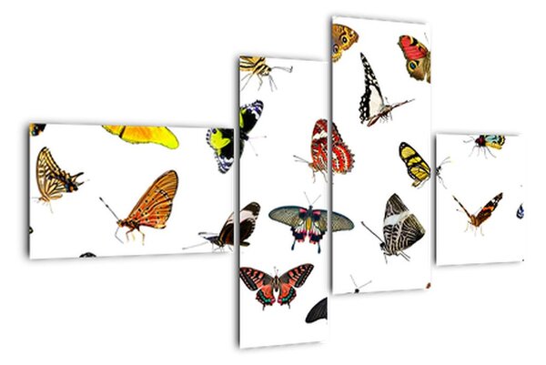 Obrazy motýľov (Obraz 110x70cm)