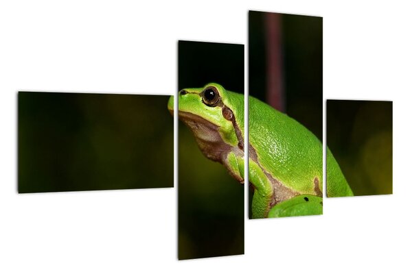 Obraz žaby (Obraz 110x70cm)