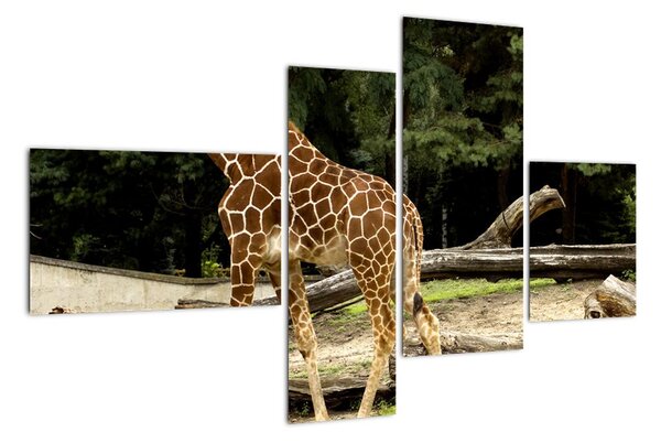 Obraz žirafy (Obraz 110x70cm)