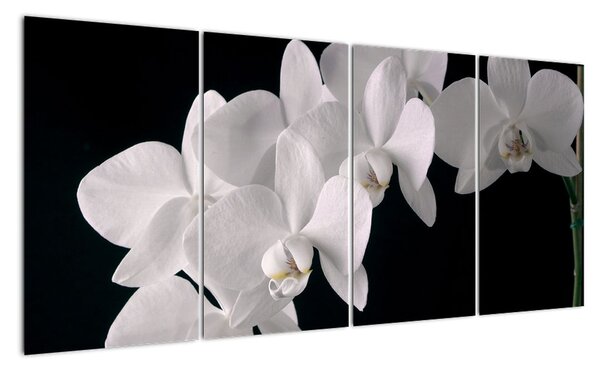 Obraz - biele orchidey (Obraz 160x80cm)