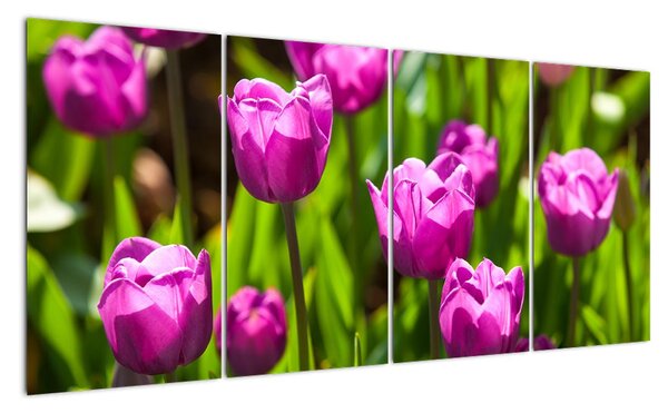 Obraz kvitnúcich tulipánov (Obraz 160x80cm)