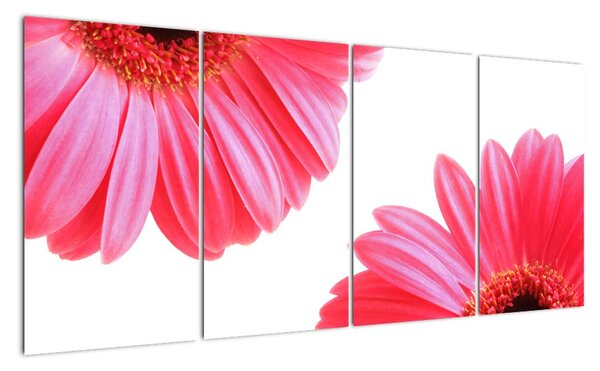 Obraz kvetín - astra (Obraz 160x80cm)