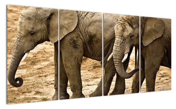 Slon, obraz (Obraz 160x80cm)