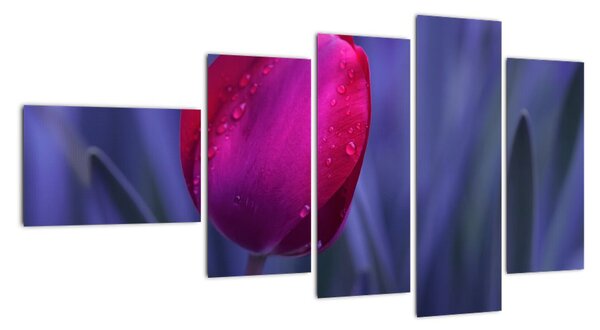 Obraz - tulipán (Obraz 110x60cm)