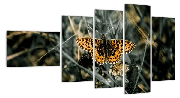 Obraz motýľa (Obraz 110x60cm)