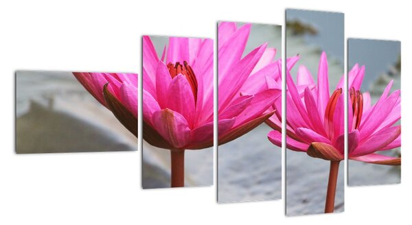 Obraz dvoch kvetov (Obraz 110x60cm)