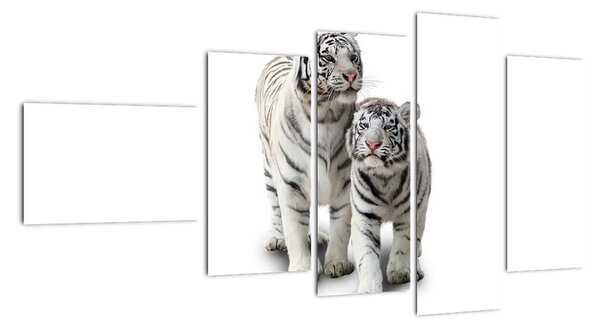 Tiger biely - obraz (Obraz 110x60cm)