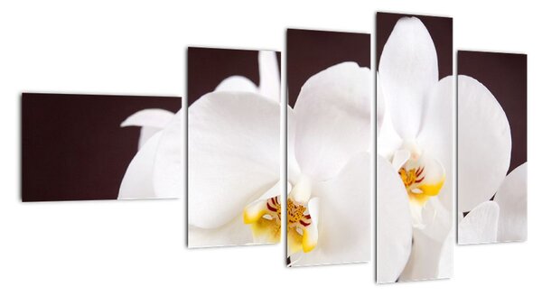 Orchidea - obraz (Obraz 110x60cm)